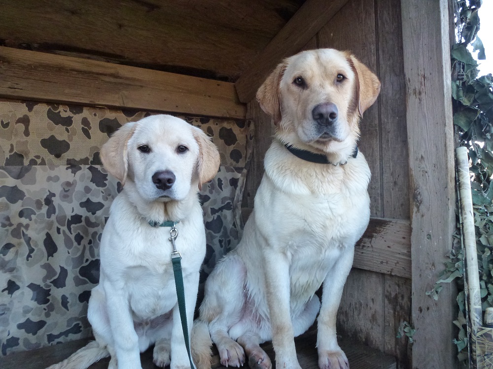 Labrador retrievers in the hunting blind, waiting to go to work